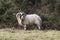 A large ram with twisted horns grazing on winter pasture in the rugged Mourne Mountains in county down in Northern Ireland