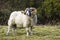 A large ram with twisted horns grazing on winter pasture in the rugged Mourne Mountains in county down in Northern Ireland