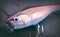 Large Rapala fishing popper lure plug for big saltwater fish