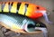 Large Rapala Super Shad Raps