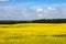 Large rapeseed field on the background of the forest and summer sky