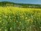 Large rapeseed field at the city edge