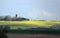 Large rapeseed field near the Church of St. Nicholas in Canewdon, Essex