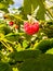 Large raspberry berry on the background of foliage