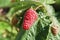 Large raspberry `Cap of Monomakh` among the leaves in the garden in summer.