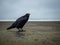 Large Raven on Concrete Ledge at Beach, Dark and Overcast Day
