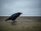 Large Raven on Concrete Ledge at Beach, Dark and Overcast Day