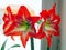 large red Amaryllis flowers bloom on the windowsill