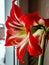 large red Amaryllis flowers bloom on the windowsill