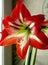 large red Amaryllis flowers bloom on the windowsill