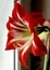 Large red Amaryllis flowers bloom on the windowsill