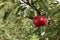 A large red apple hangs on a branch.