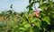 A large red apple on a tree branch in the garden. apple variety Florina, Querina.