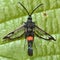 Large red-belted clearwing (Synanthedon culiciformis) from above