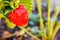 A large red berry of a mature strawberry grows on a branch with