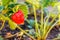 A large red berry of a mature strawberry grows on a branch with