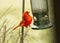 Large Red Cardinal Perched at Bird-Feeder