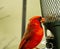 Large Red Cardinal Perched at Bird-Feeder Closeup