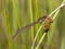 Large red damselfly 2