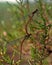 The large red damselfly are mating