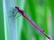 Large Red Damselfly (Pyrrhosoma nymphula)