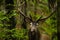 A large Red Deer Cervus elaphus stag during the rutting season into its natural habitat. The Bieszczady Mts, Carpathians, Poland