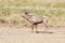 Large red deer during mating season