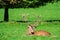 Large Red Deer Stag Resting in Midday Sun