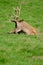 Large Red Deer Stag Resting in Midday Sun