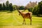 Large Red Deer Stag At Wollaton Hall