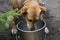 A large red dog on a chain, thirsty, drinks water from a bucket on the street