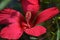 A large red flower with five petals grows on a Bush.