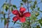 A large red flower with five petals grows on a Bush.