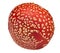 Large red fly agaric cap on white