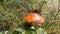 Large red fly agaric in grass in autumn in October. Mushroom Harvest Season