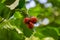 Large red fruits Hawthorn Crataegus submollis. Selective close-up focus of ripe red berries of hawthorn on green leaves