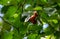 Large red fruits Hawthorn Crataegus submollis. Selective close-up focus of ripe red berries of hawthorn on green leaves