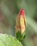 Large red Hibiscus Rosemallow bud