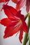 large red hippeastrum flower growing on the window