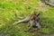 A large red kangaroo gets some rest in some shade below a tree on a hot summer day