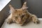 Large red marble Maine coon cat lies on the closet and hangs down his head