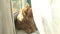 A large red marble Maine coon cat lies by the window behind a tulle curtain