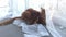 A large red marble Maine-coon cat lies by the window behind a white tulle curtain and looks around