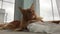 Large red marble Maine coon cat lies by window on tulle curtain, looks out window, stretches and yawns