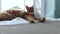 Large red marble Maine coon cat lies by the window on white tulle curtain, embarrassed and hides behind a curtain