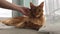 Large red marble Maine coon cat lies by window on white tulle curtain and looks at camera. Female hand strokes and scratches cat