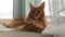 Large red marble Maine coon cat lies by window on white tulle curtain and looks at camera, raises his head and looks up lazily.