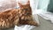 Large red marble Maine coon cat lies by the window on white tulle curtain, raises his head and looks up with interest