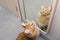 Large red marble Maine coon cat sits next to the mirror