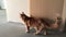A large red-marbled Maine Coon cat looks around on the sides